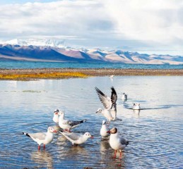 穿梭蜀道的快铁之旅，成都至九寨沟的风光速览