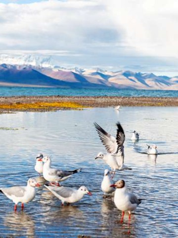 飞跃蜀道，直击九寨沟，成都出发的航班全攻略