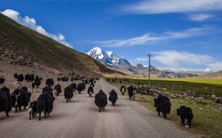 成都租车大巴车，便捷旅行的不二选择