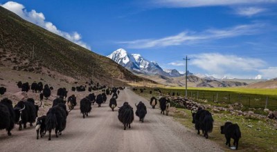 穿越山川之美，成都至九寨沟的自驾之旅
